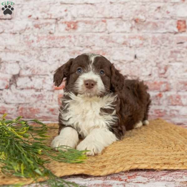 Harry, Mini Aussiedoodle Puppy